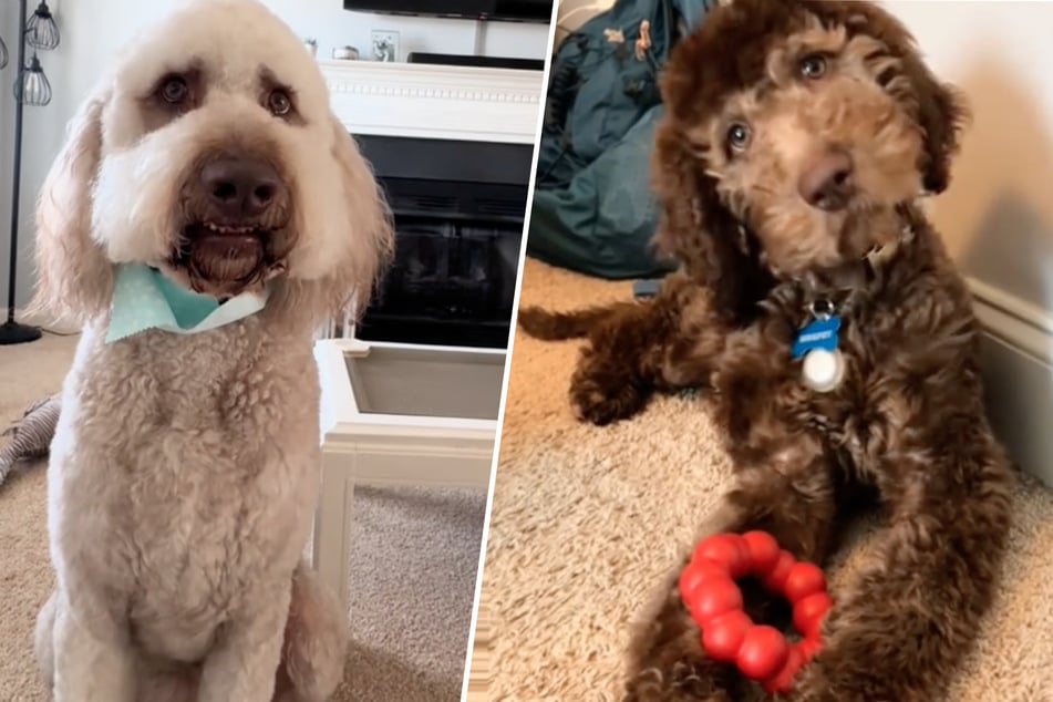Dog with rare medical condition has completely changed his fur color! But how?