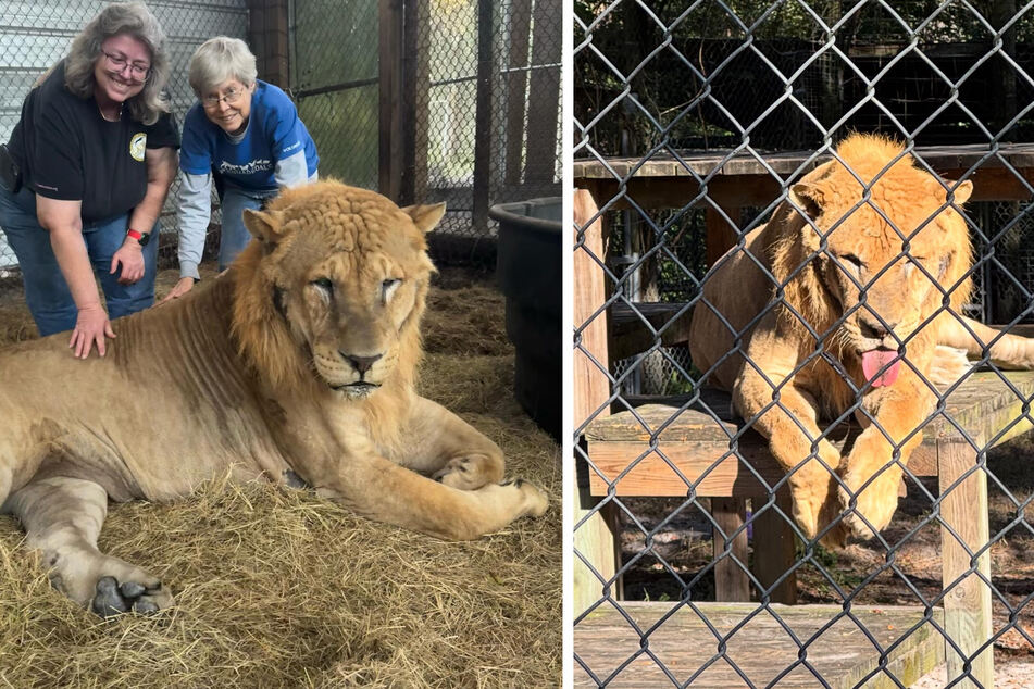 This big cat is a mix between a lion and a tiger.