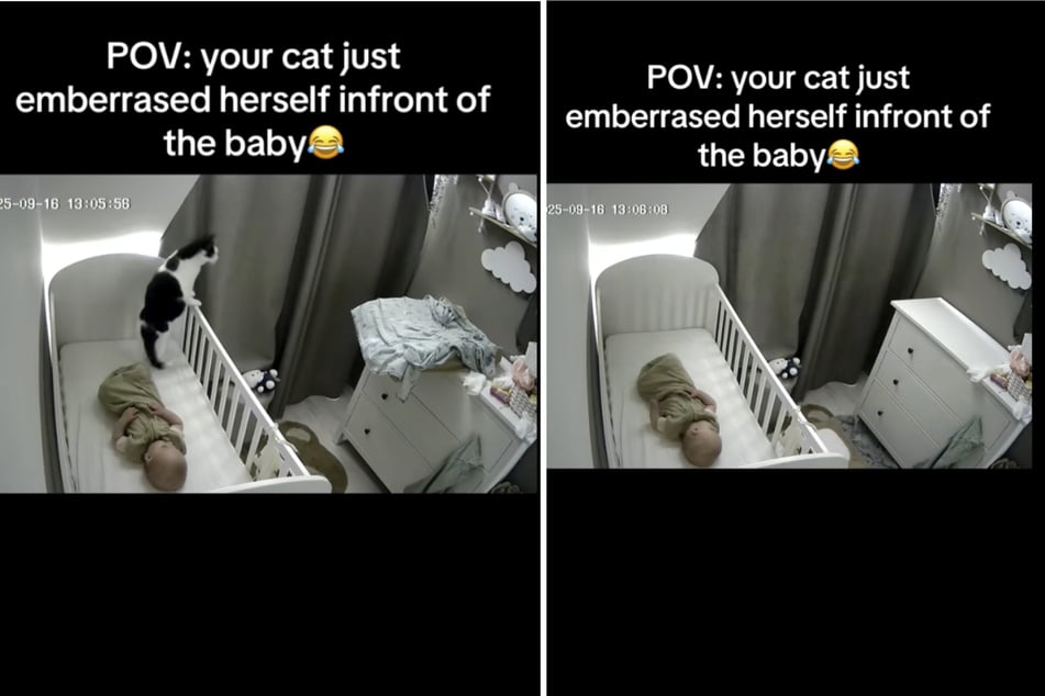Although Bobo the cat had planned out her jump, it still turned into a crash landing.