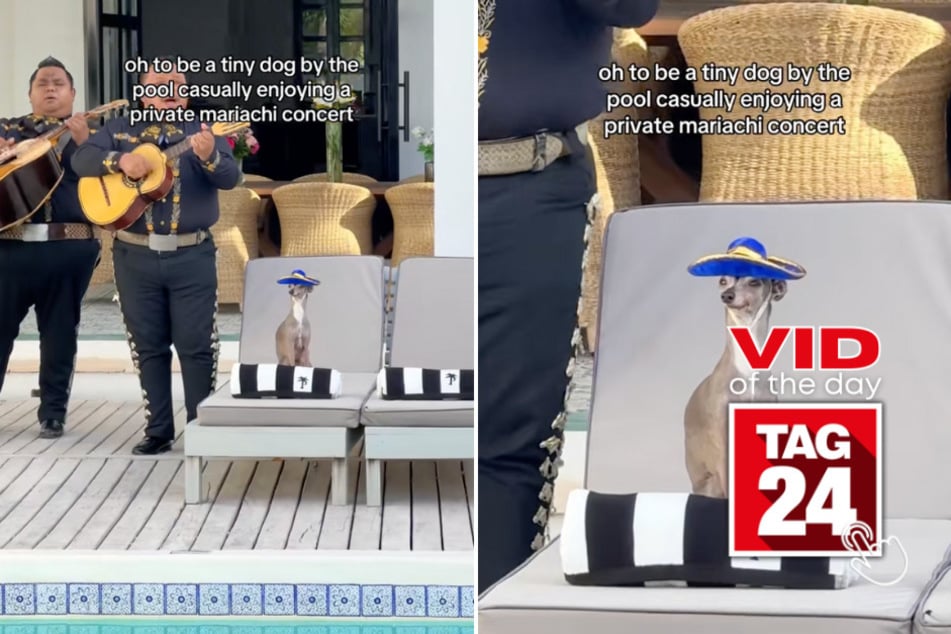 Viral Video of the Day for April 15, 2025: Dog gets personal serenade from mariachi band!