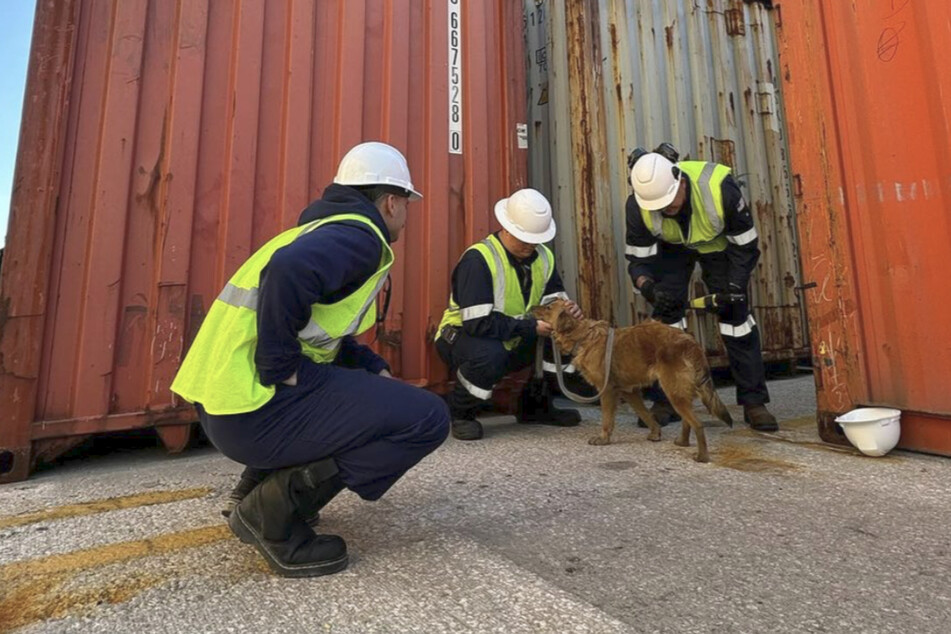 This poor dog was thrilled to be rescued!