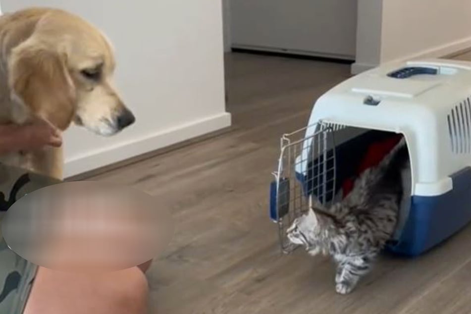 Cat and dog duo steal hearts on TikTok with fur-ever bond