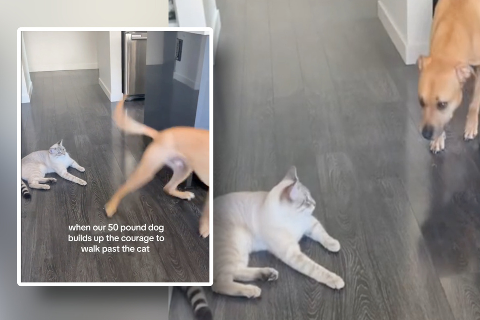 "Nervous" dog terrified of crossing cat's path has TikTokers crying with laughter