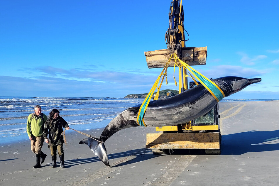 The discovery of a spade tooth whale opens the door for future scientific research.