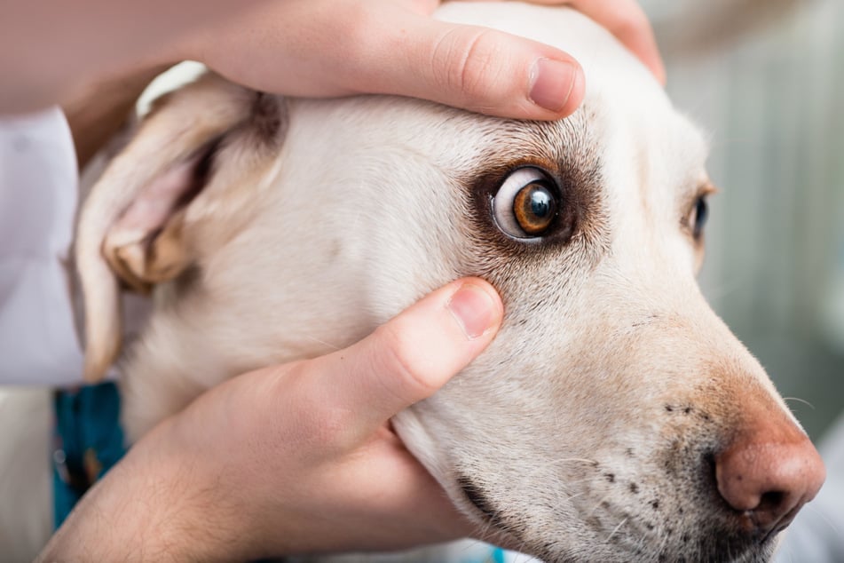 Are the dog's eyes yellow? A veterinarian examines the pet (stock image).