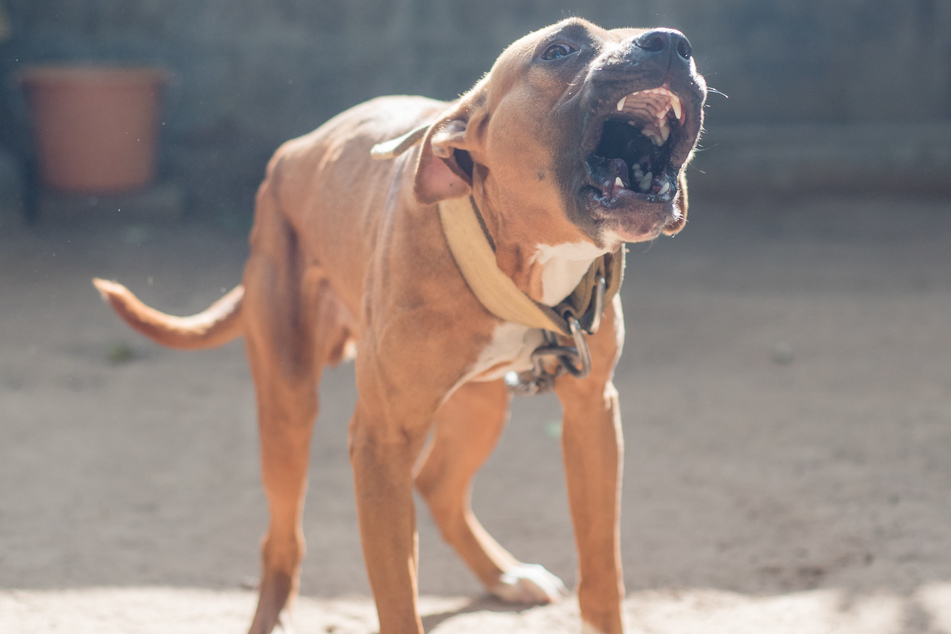 At least one pit bull reportedly fatally attacked Rebecca McCurdy.
