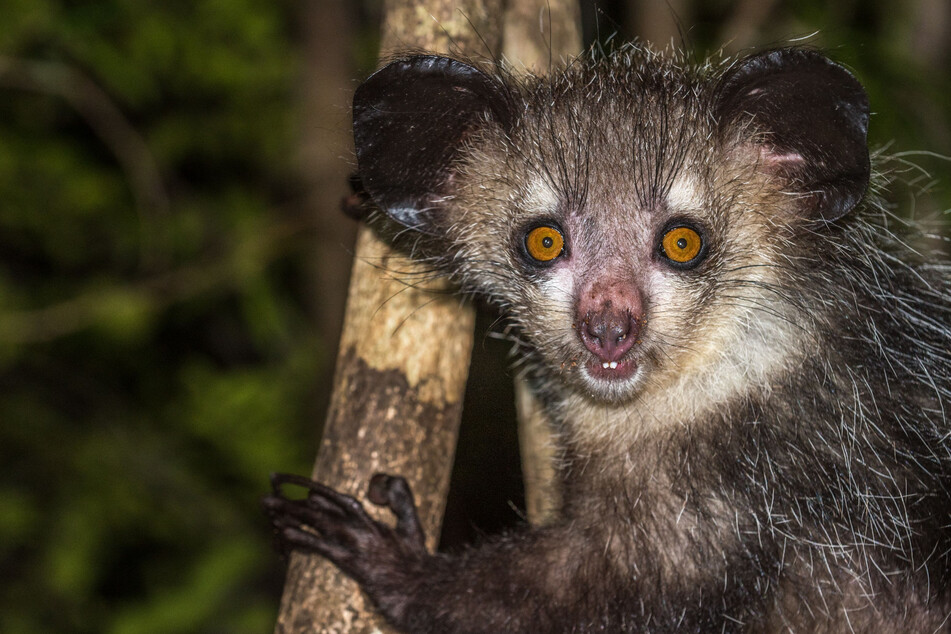 Nose-picking lemur could shed light on "improper" human behavior