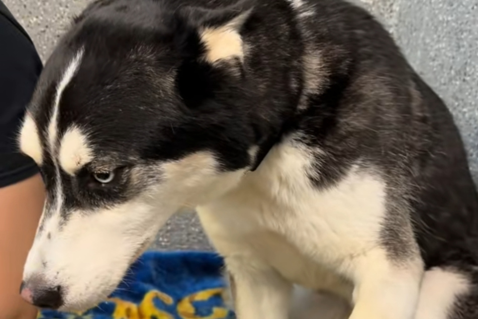 His head down, his eyes sad: Axel the dog has to keep waiting for a happy ending.