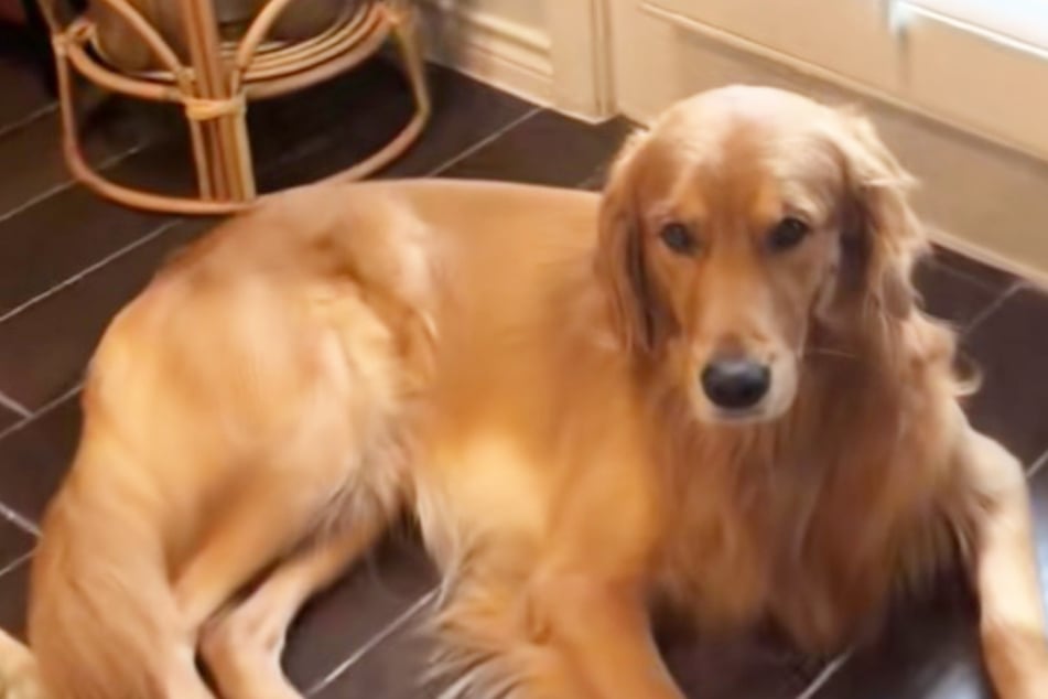Golden Retriever gets an embarrassing haircut at the vet – and his reaction gets TikTok giggling