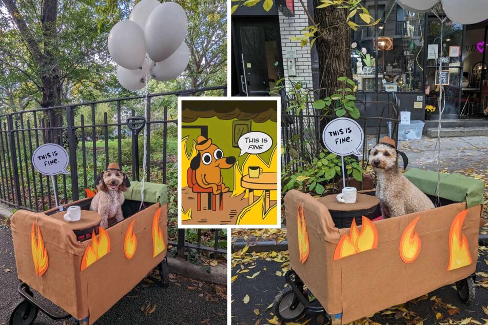 Bagel the doodle emulated the popular meme from K.C. Green's Gunshow comic #648.