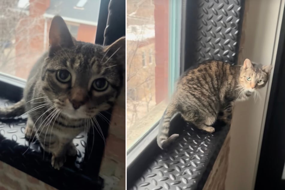 Pesto the cat will fake an injury to get her owner's attention.