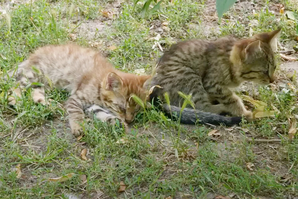 Two sick abandoned kittens lead animal rescuers to make a shocking discovery