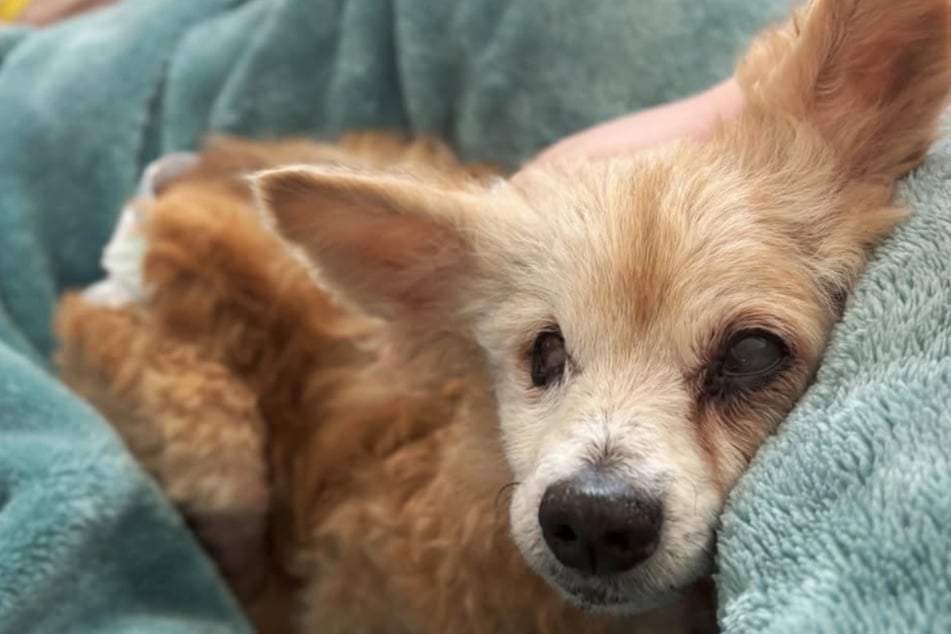 A volunteer caregiver took the dog in and wants to give her a peaceful retirement.