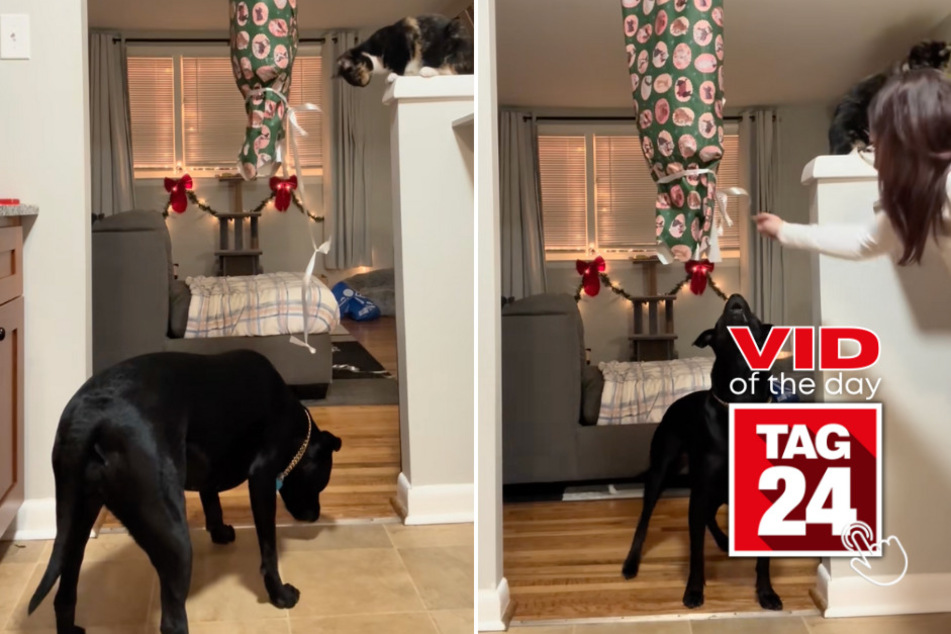 Viral Video of the Day for December 25, 2025: Cat stares judgmentally as dog earns her Christmas toys!