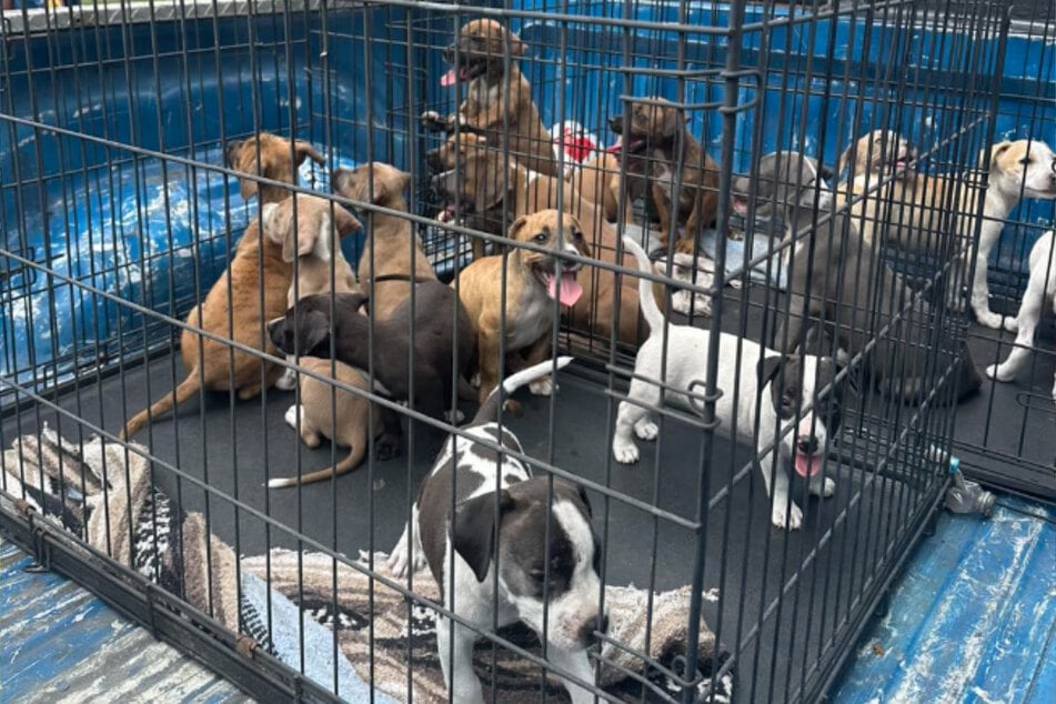 All fifteen rescue pups found foster homes.