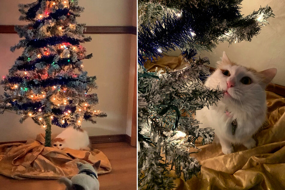 There are few things Ginger loves more than the Christmas tree (collage),