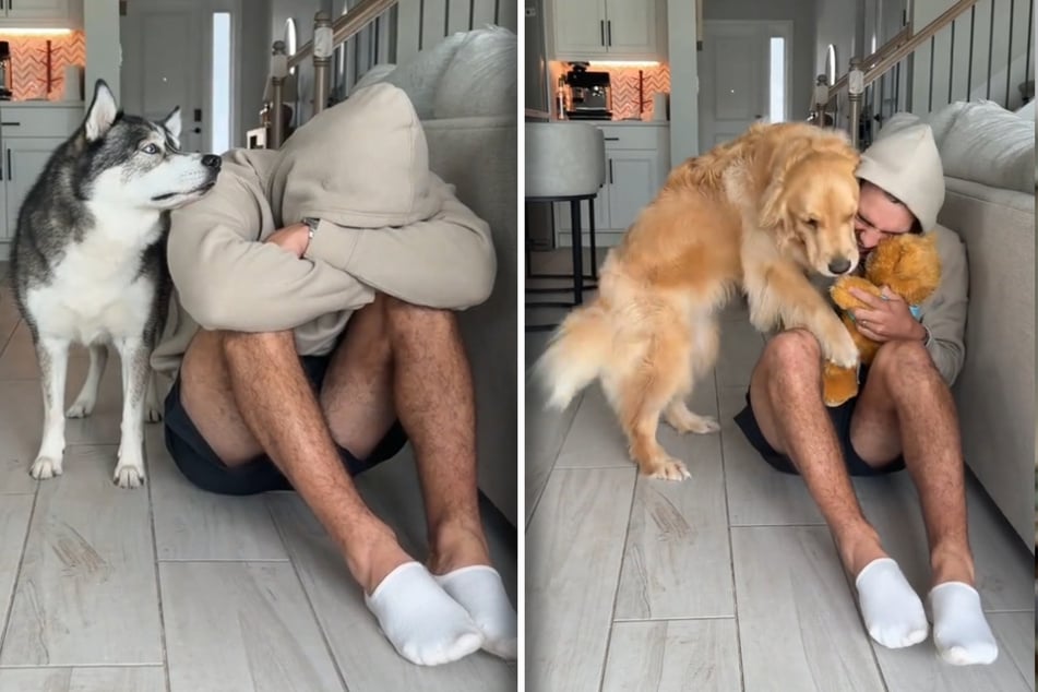 Corey Moriarty wanted to see how his five dogs would react when he was sad. So, he let each of them into the room one at a time.