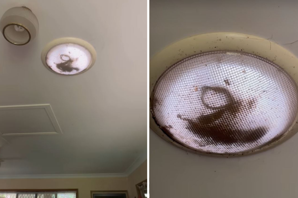 Live snakes fight in overhead light fixture for the creepiest mood lamp ever!