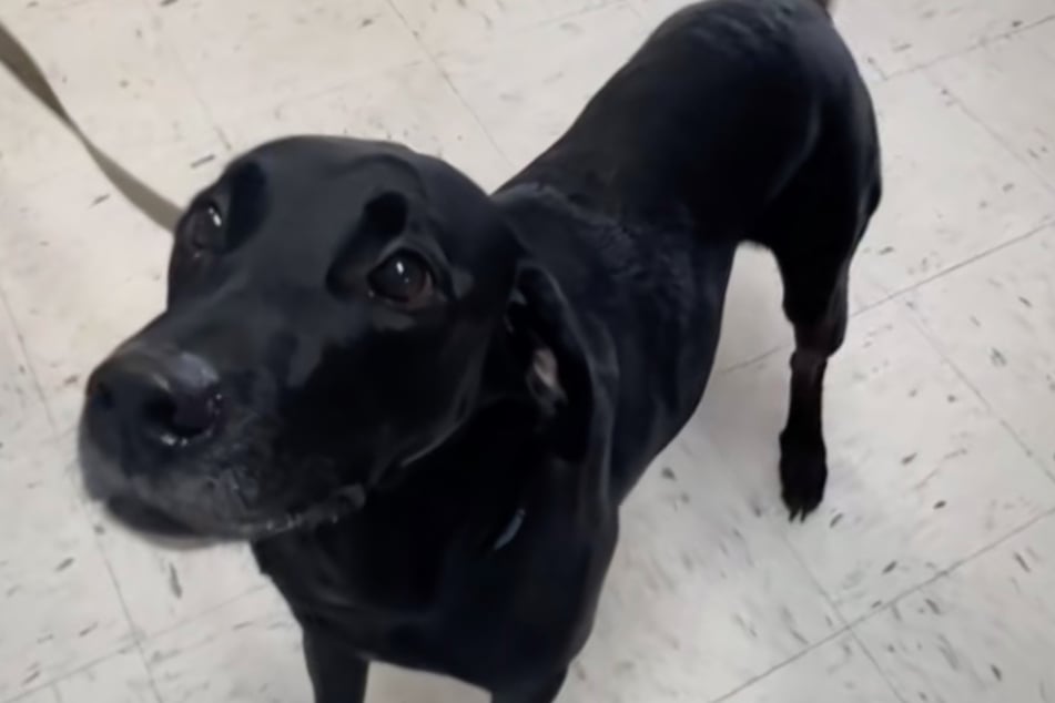 When Sam arrives at the shelter, he wags his tail happily.