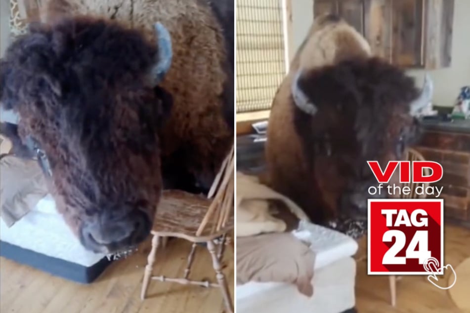 Viral Video of the Day for July 19, 2023: Bison breaks into man's home and won't leave!