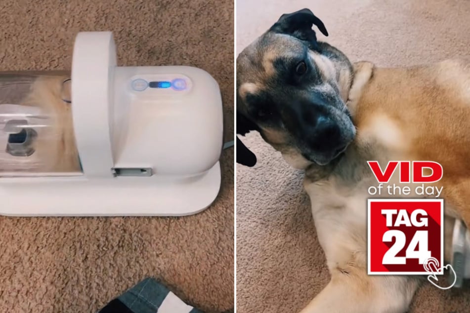 Viral Video of the Day for May 2, 2023: TikTok's ingenious solution for shedding dogs