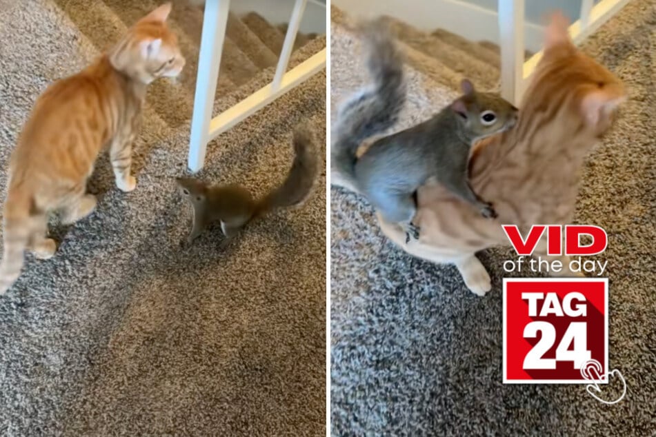 Viral Video of the Day for October 22, 2026: Cat and squirrel become the unlikeliest besties