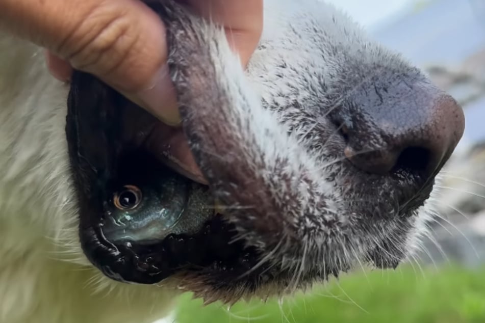 The four‑legged friend had a live fish hidden in his mouth!