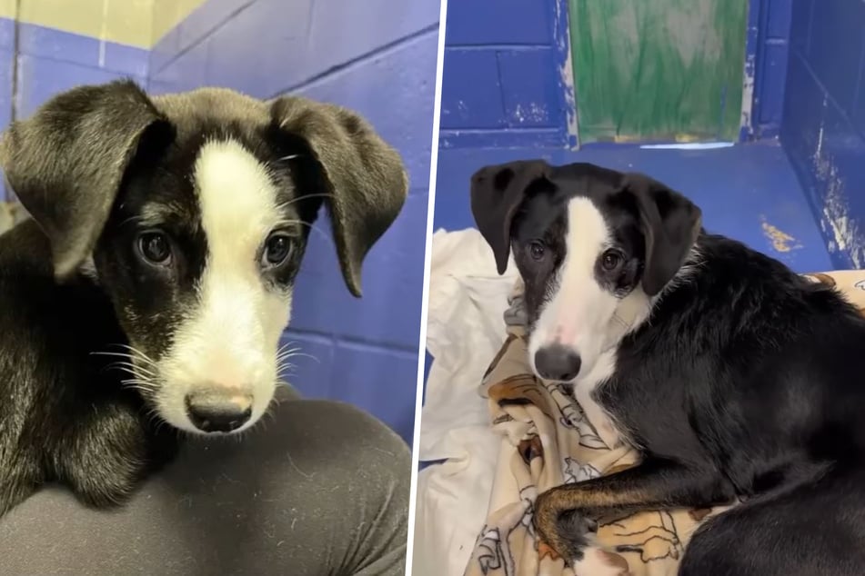 Shelter dog left "sad, confused, and lonely" after latest setback in search for forever home