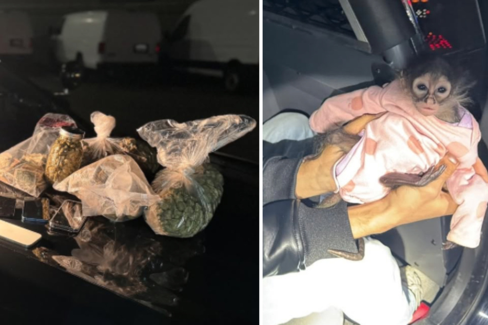 During the traffic check, officers not only discovered the baby monkey in the car, but also a large amount of Cannabis.