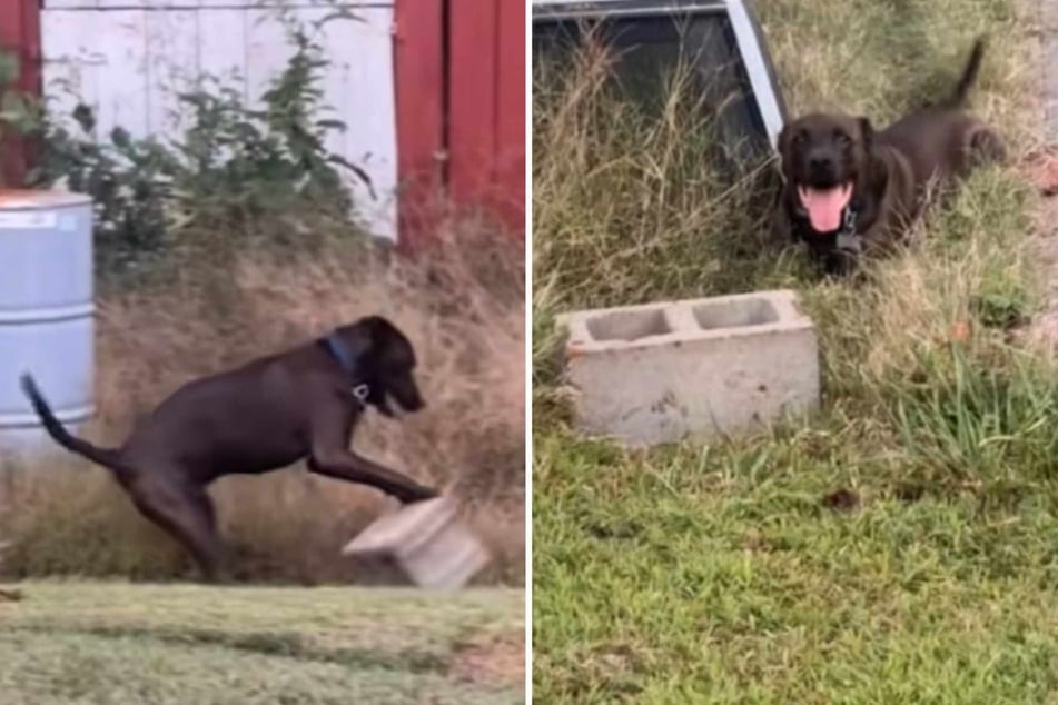 Dog owner reveals that her pup's favorite toy is a cinder block in hysterical video: "emotional support brick"