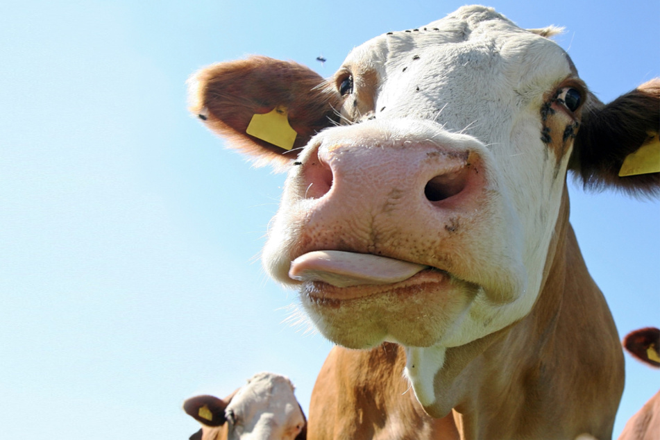 A cow in Bangladesh is battle to become a Guiness World Record holder (stock image).