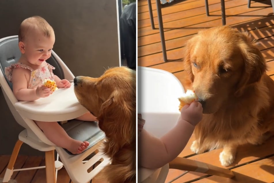 Baby adores Golden Retriever, but he's more interested in her breakfast!