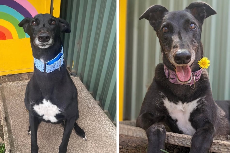 So far, Olympus is getting on well with his new family and their dog.