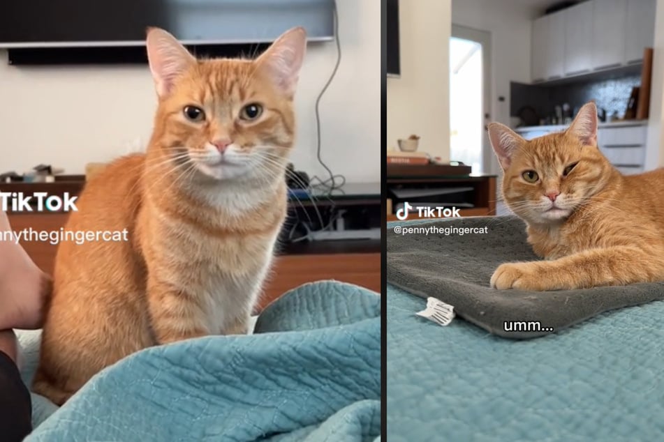 Cat's hilarious sleeping position has the internet amused and confused