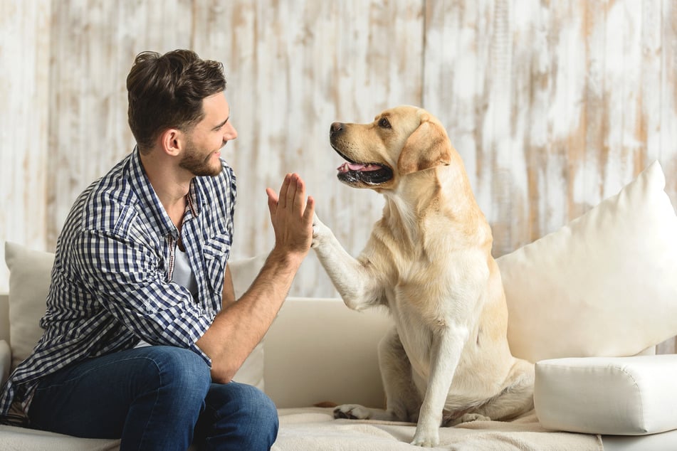 A dog's owner is their most important caregiver, friend, and social contact.