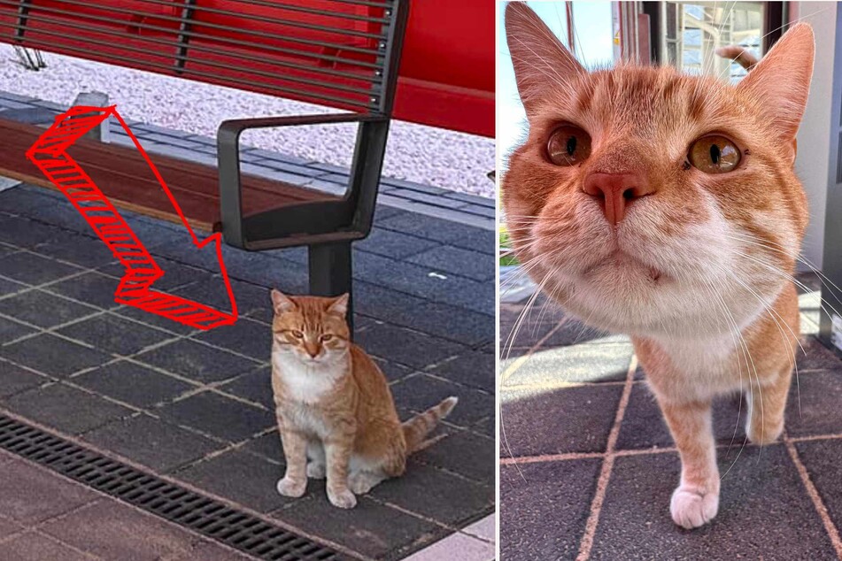 Adorable kitty bodyguard honored with her own statue!