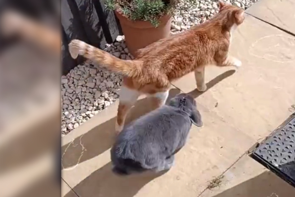 Hitching a ride: Hilarious meet-up of a cat and a rowdy rabbit wows millions on TikTok