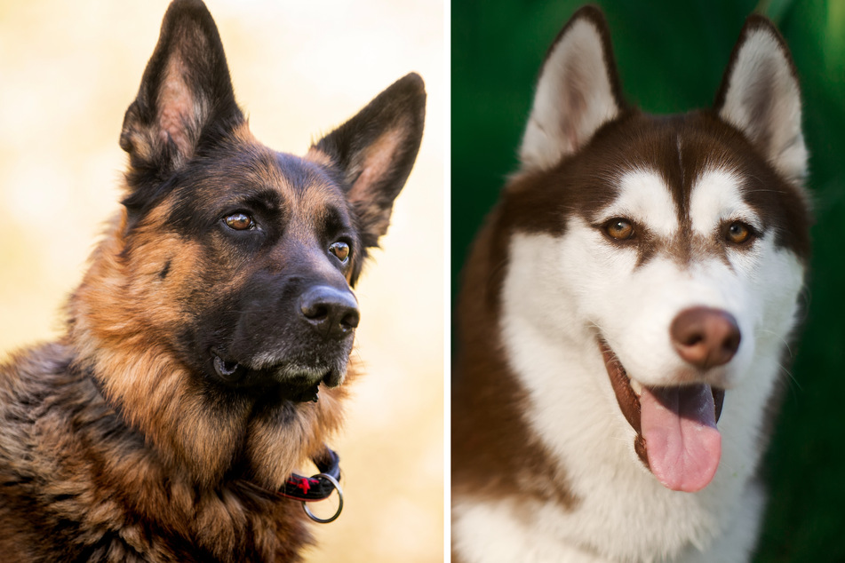 This German shepherd-husky mix gets the best of both worlds!