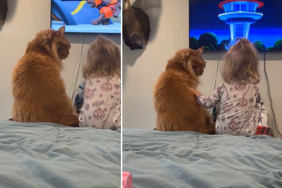 Ozzy the cat was anything but thrilled when he found the little girl sitting in "his" special place in bed.