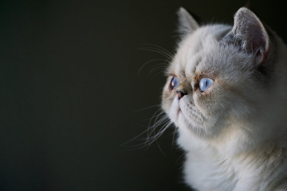 Cat clicker training: What is it and how to clicker-train a cat