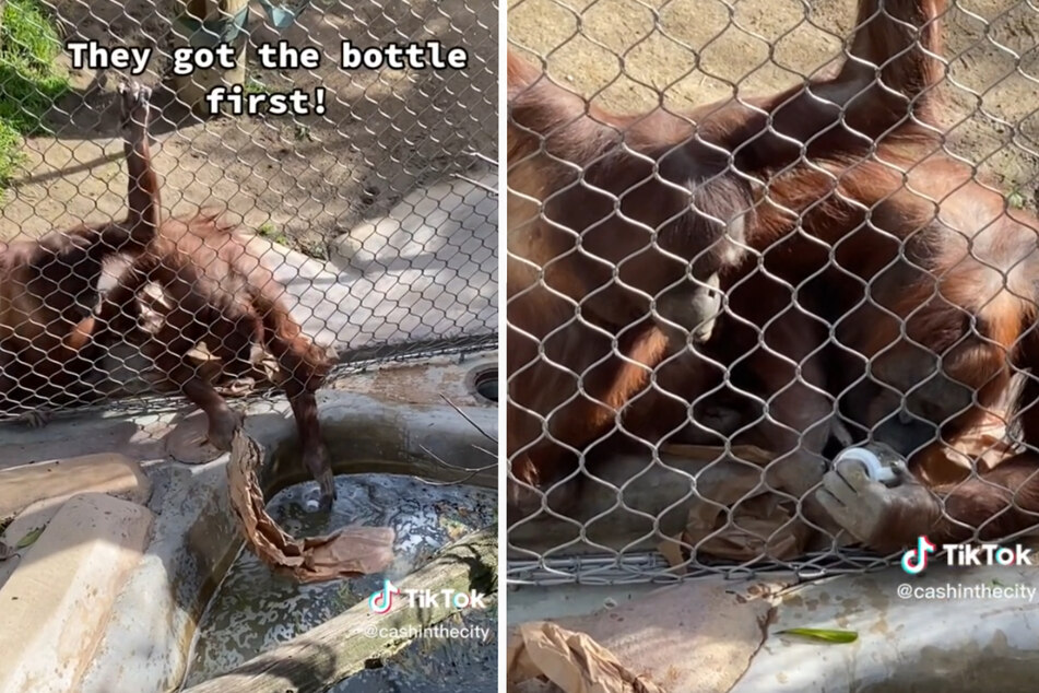 The orange ape takes a celebratory sip of the baby's bottle.