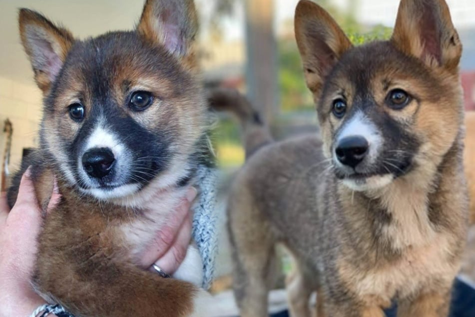When they first found the dingo they thought it was a koala.