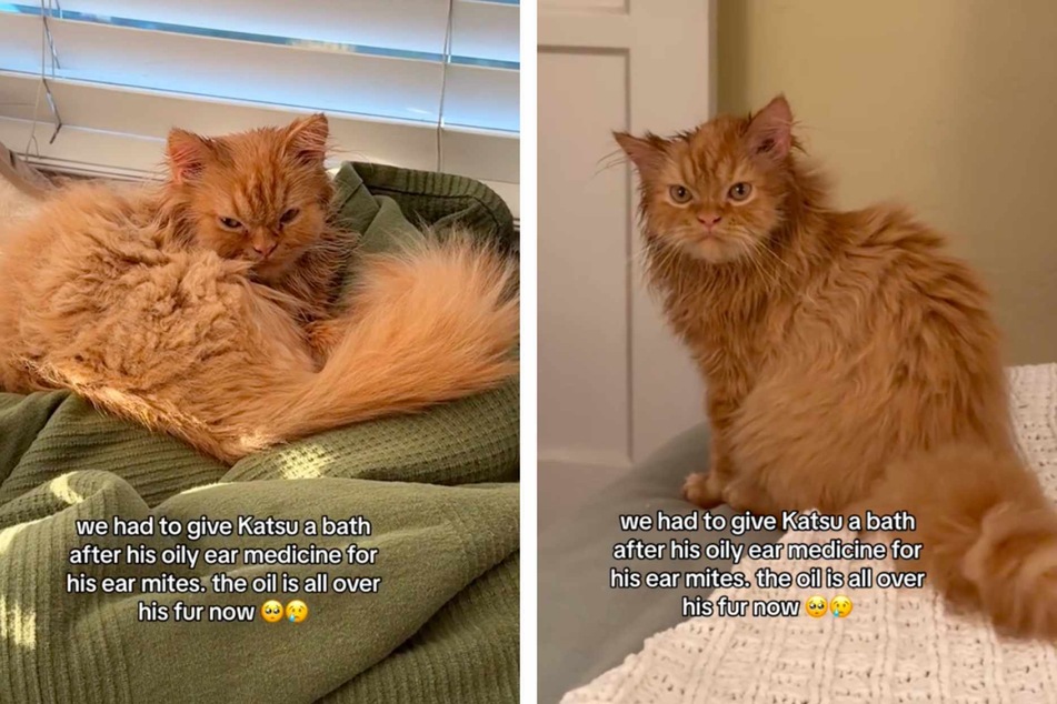 Grumpy cat appears to plot revenge in hilarious reaction to ear medication