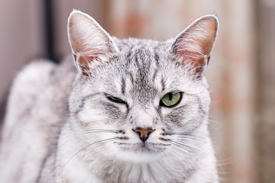 Your cat's wink is adorable no matter what!