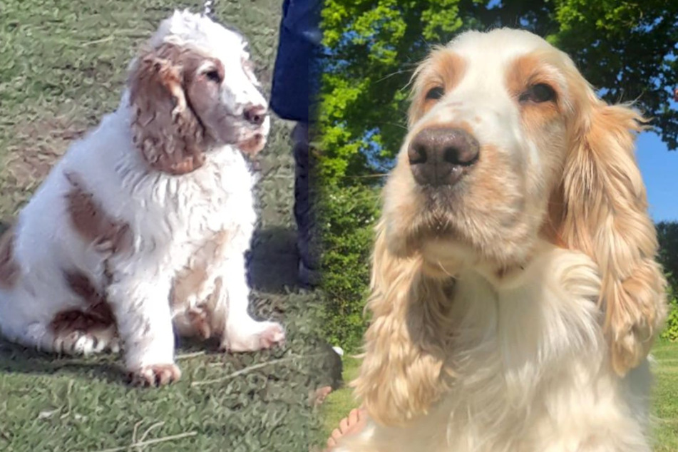 Elderly woman begs for safe return of stolen dog, then something amazing happens!