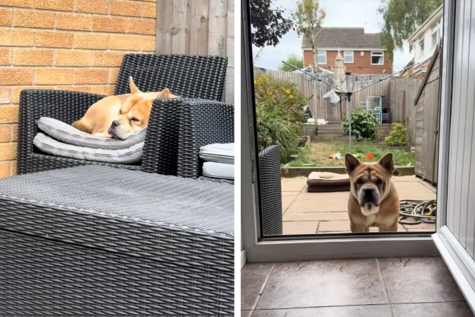 For weeks, Simba the dog didn't dare enter his new home and instead slept outside on the backyard furniture.