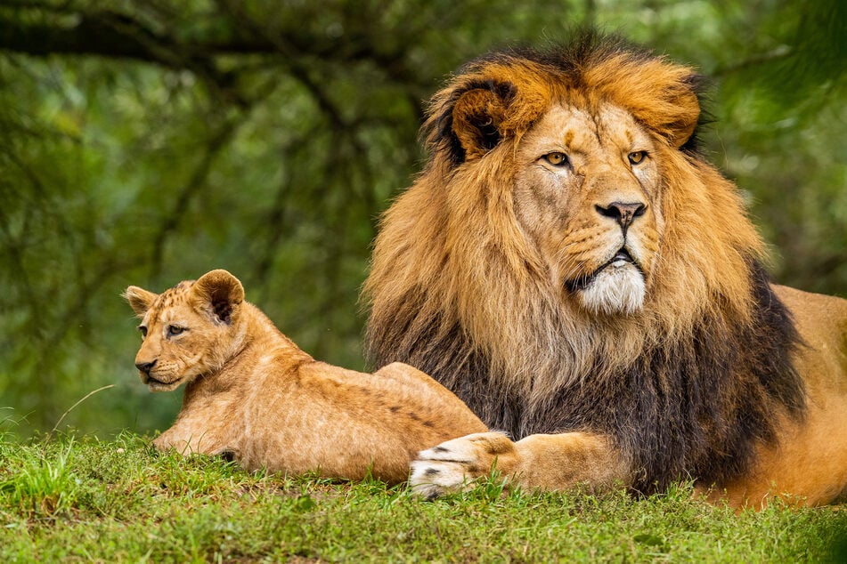 Ten lions, including the world's oldest, killed after attacking nearby animals