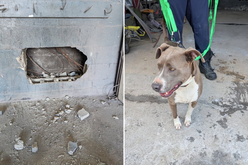 The gray dog is said to have been trapped between two buildings for several days.
