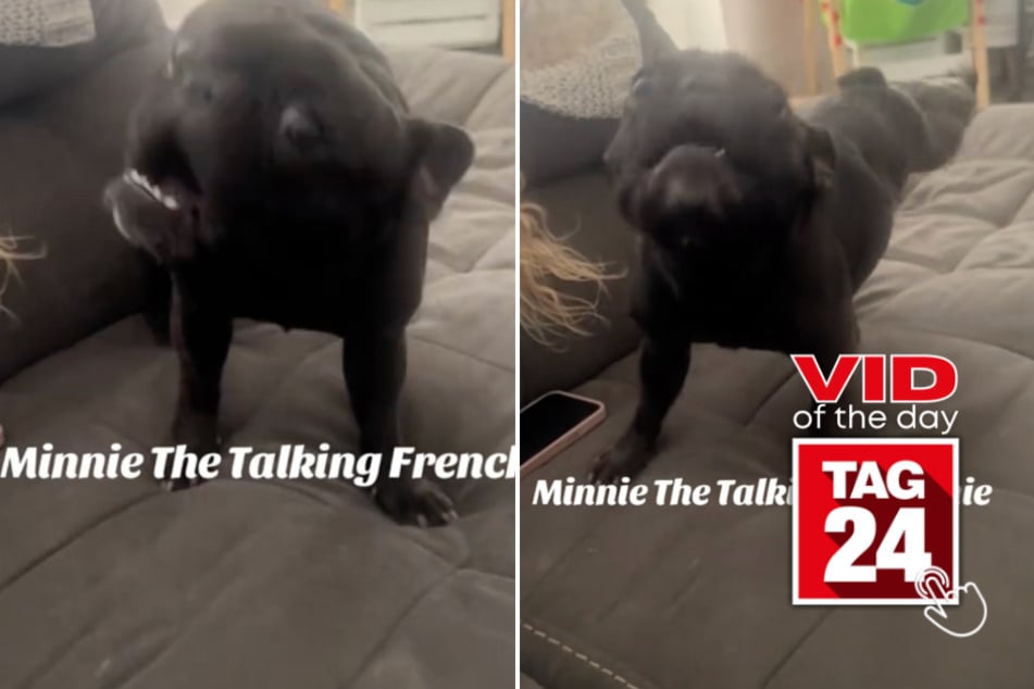 Viral Video of the Day for December 5, 2024: French Bulldog takes TikTok by storm with adorable "I wuv you"
