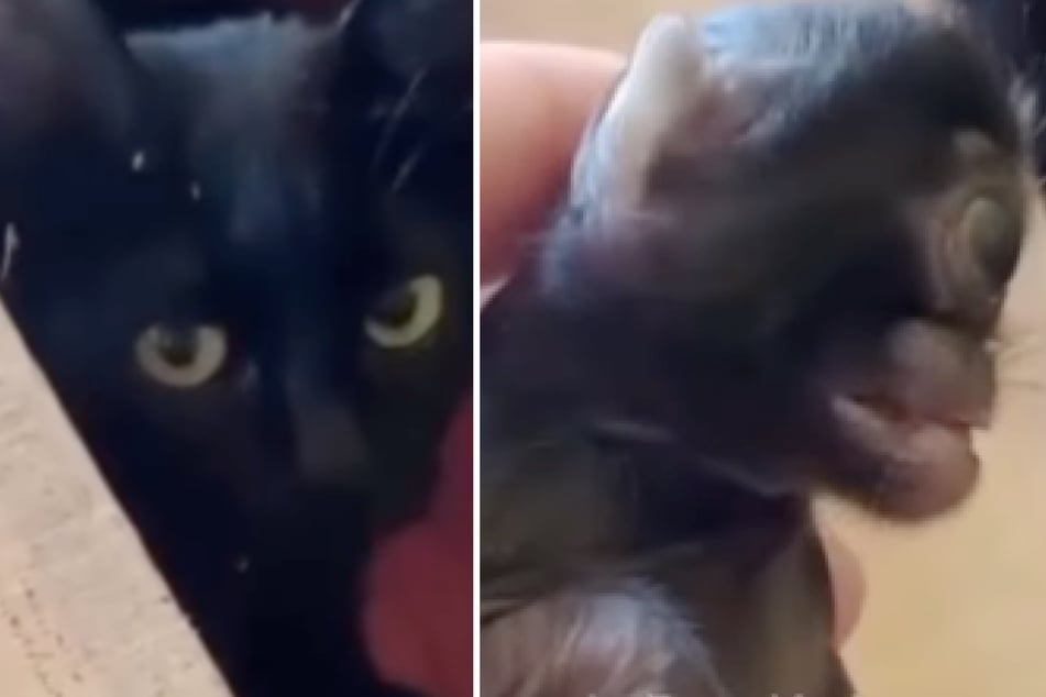 While the mother cat and the three other kittens in the litter were healthy, one baby suffered from a rare malformation.